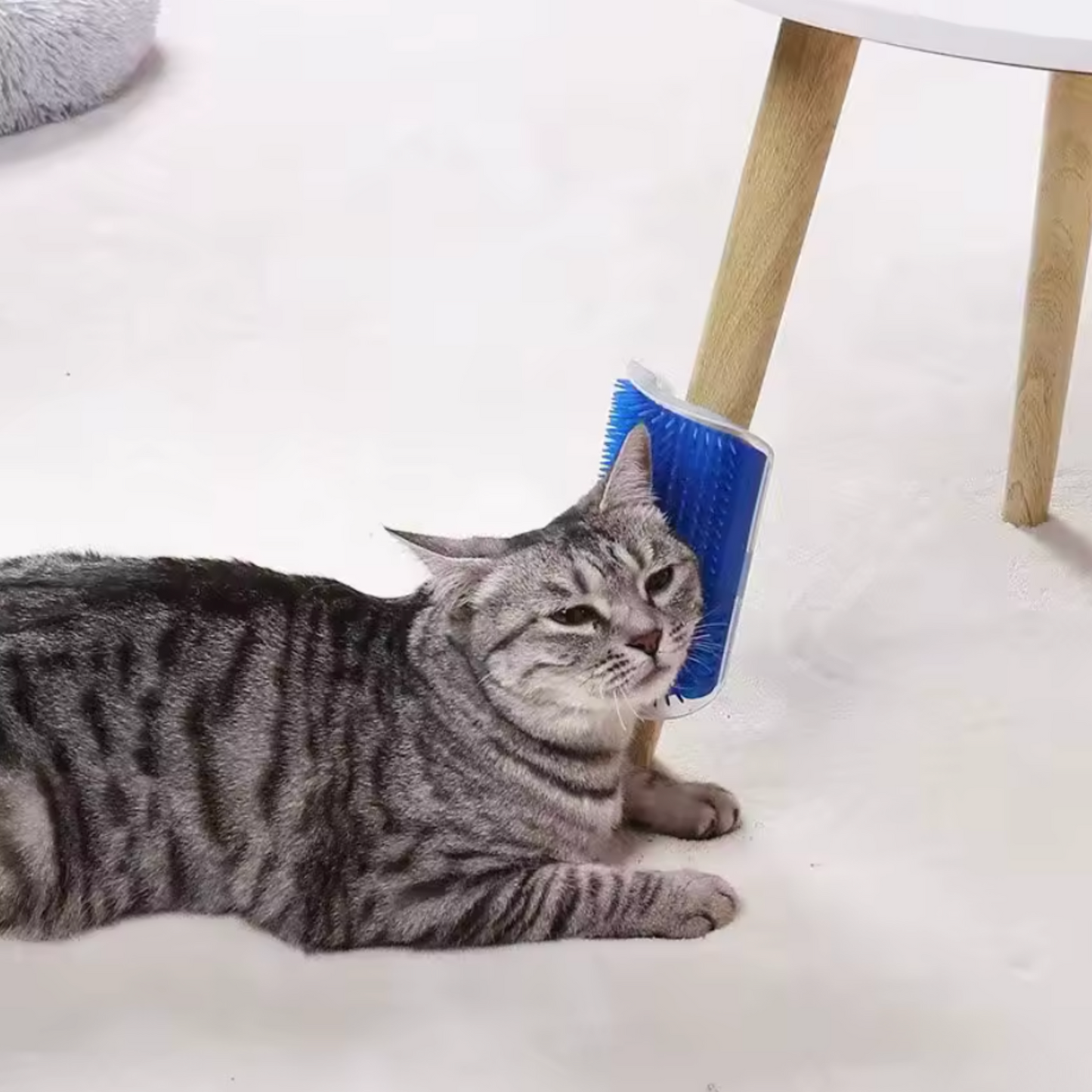 Brosse murale chat