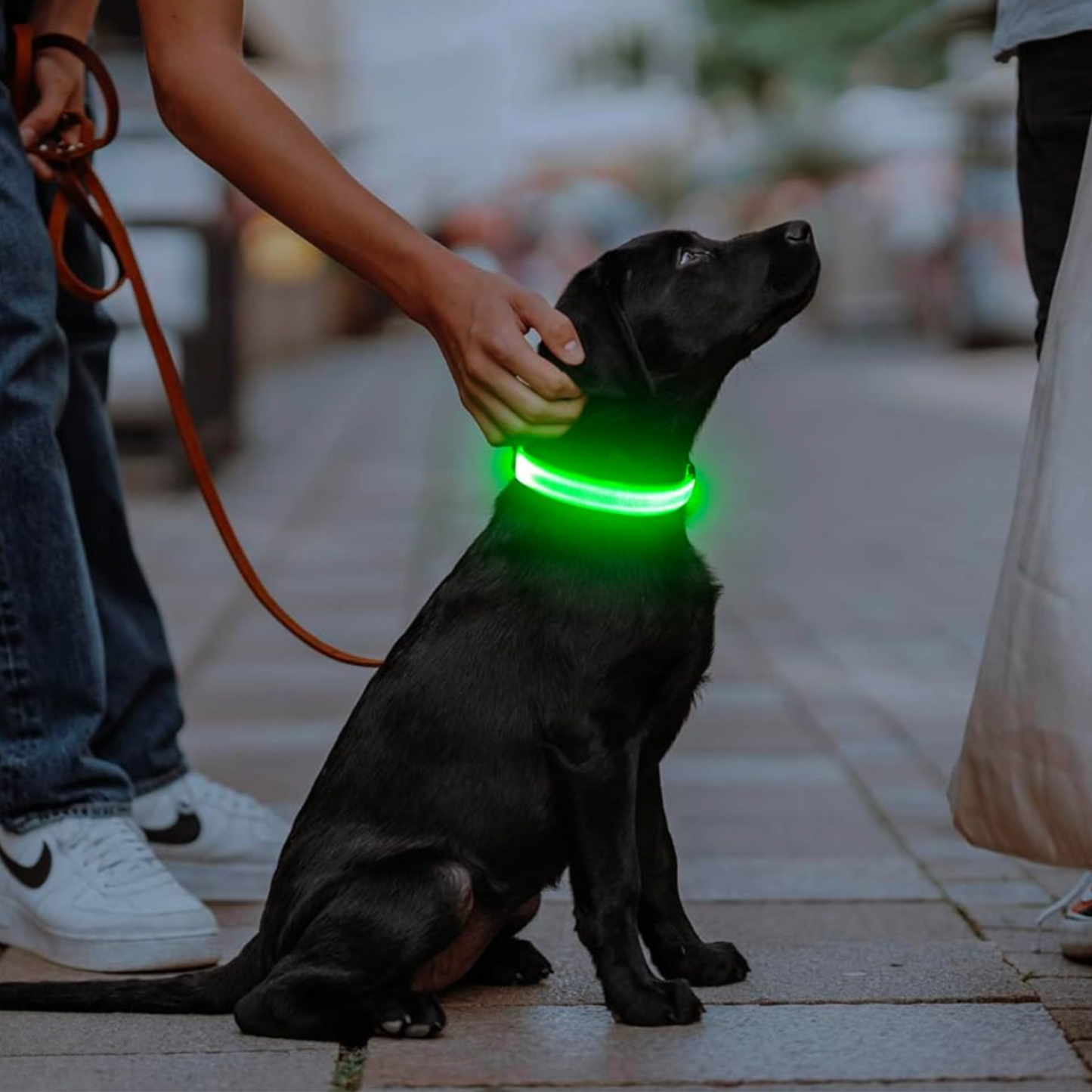 Collier Lumineux chien