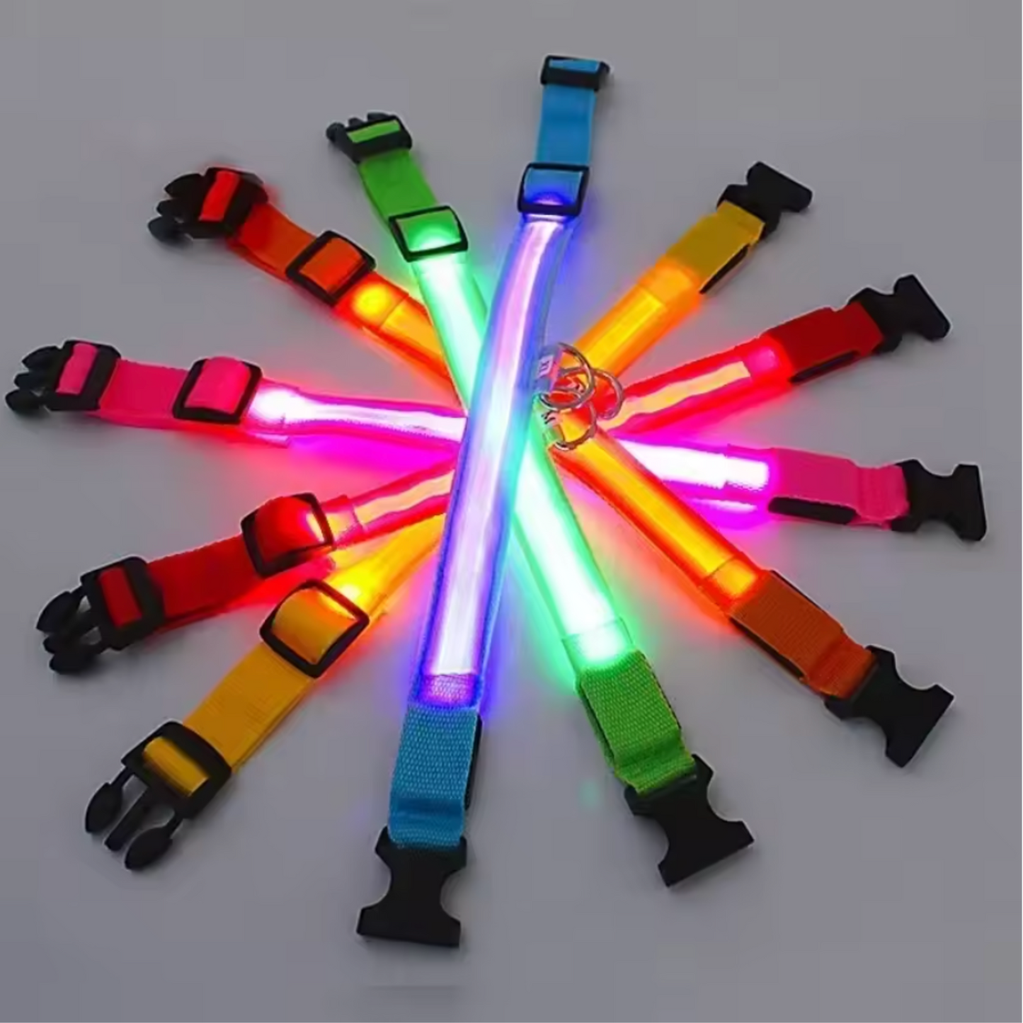 Collier Lumineux chien