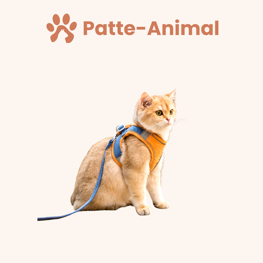Harnais chat - Laisse incluse