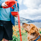 Laisse pour chien