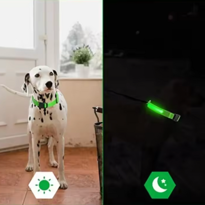 Collier Lumineux chien