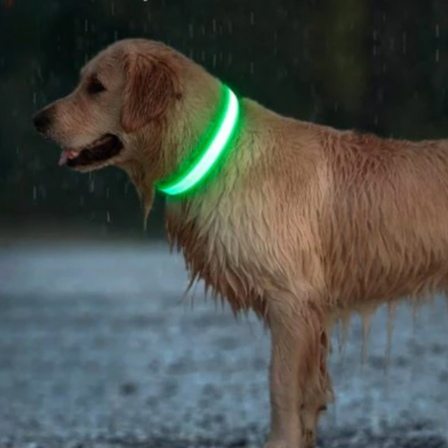 Collier Lumineux chien