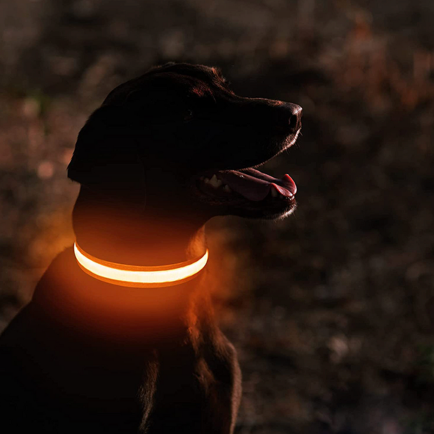 Collier Lumineux chien