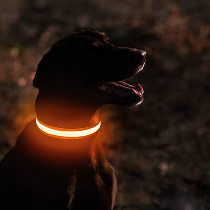 Collier Lumineux chien