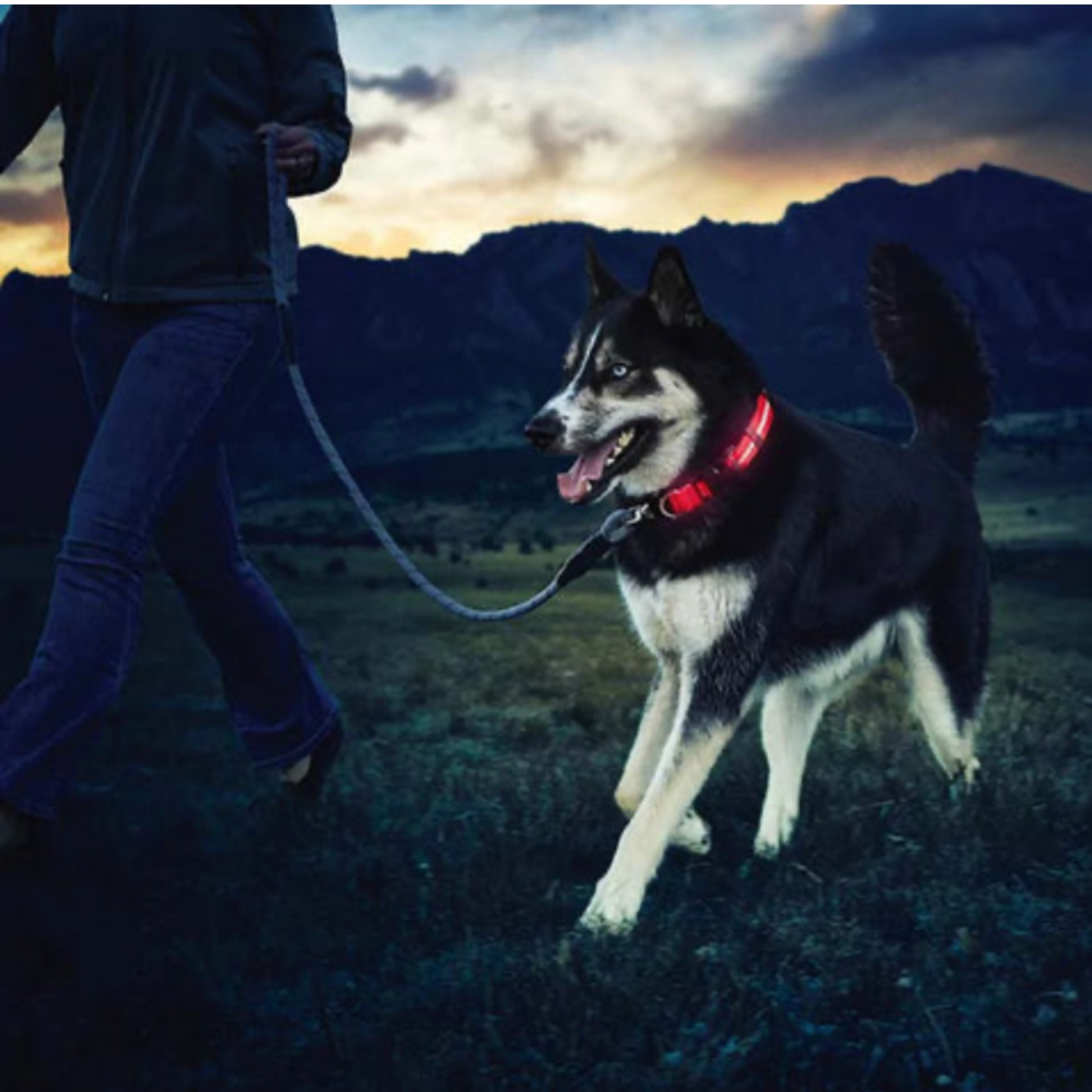 Collier Lumineux chien