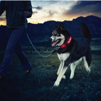 Collier Lumineux chien