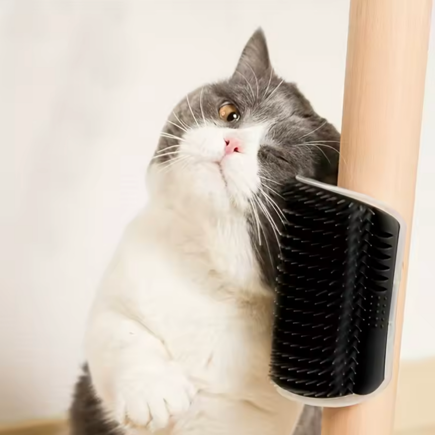 Brosse murale chat